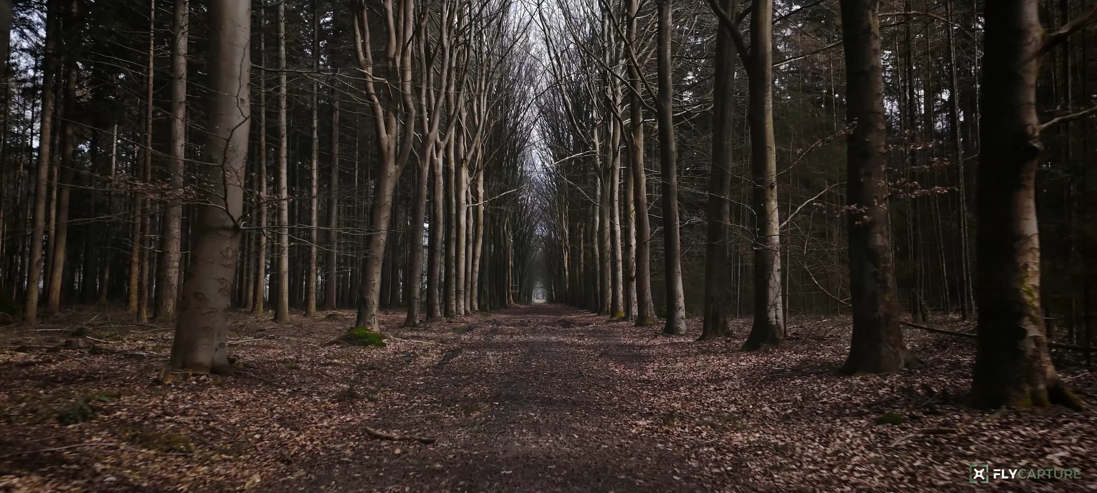 Lage vlucht tussen de bomen langs een bospad
